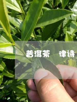 普洱茶 律诗/2023042882517